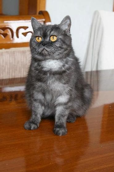 meyn kun pişiyi: Şotland uzun tüklü — 8