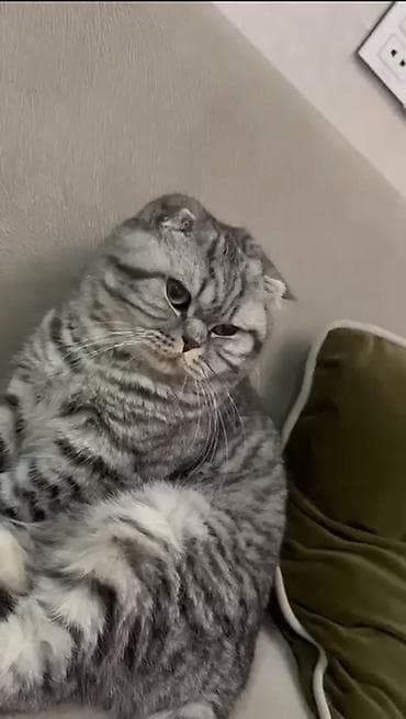 pişik yem: Şotland yastı qulaq, Erkək, Ödənişli çatdırılma — 1