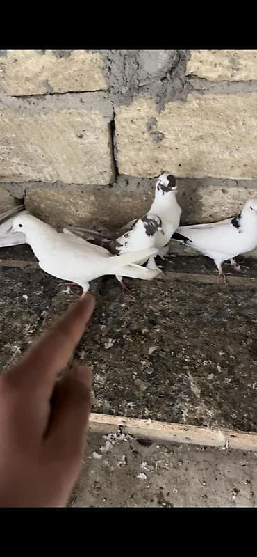 Göyərçinlər: Tecili — 3