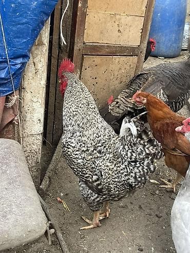 Xarkov ailesi 3 fərə 1 xoruz 100 azn Təsvir: - Rəng: boz-ağ