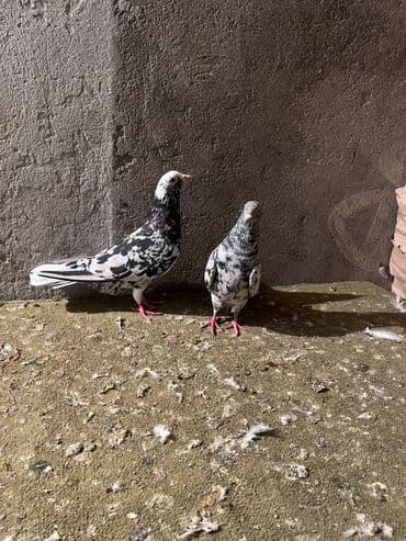 Məhsul: Göyərçinlər (cüt) Təsvir: - Növ: Ev göyərçinləri - Rəng