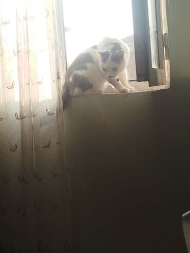 pişik tasması: Yaxşı əllərə — 1