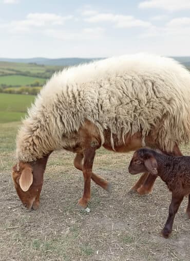 Qoyun ana bala ilə - Növ: yerli qırmızı-qonur başlı, uzunqulaqlı ana lalafo.az -da Qoyun ana bala ilə - Növ: yerli qırmızı-qonur başlı, uzunqulaqlı ana