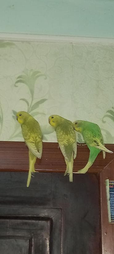 Digər heyvanlar: Məhsul: Dalmatian/xoruzquşu (bozoi və yaşıl tonlarda) dalğıc — 3