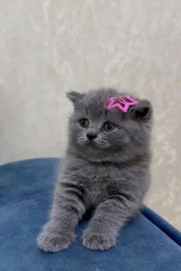 котёнка в добрые руки: 50 ile 250 arasi cins saf qan pisiklerimiz var( Silver sinsila temiz — 28