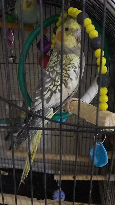 Heyvanlar üçün mallar: Cute hazir quslardir 7 ededir tek tek 30 manata toplu alan 25 manat — 2