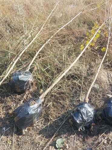 чехлы на диван бишкек: Məhsul: Meyvə ağacı tingləri Təsvir: - Şəkillərdə müxtəlif meyvə — 1