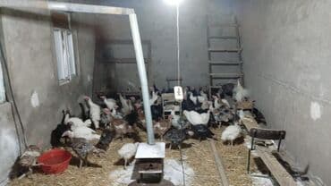 sort qoyunlar: Məhsul: Hinduşka (hind toyuğu) sürüsü – müxtəlif cins və rənglər — 7