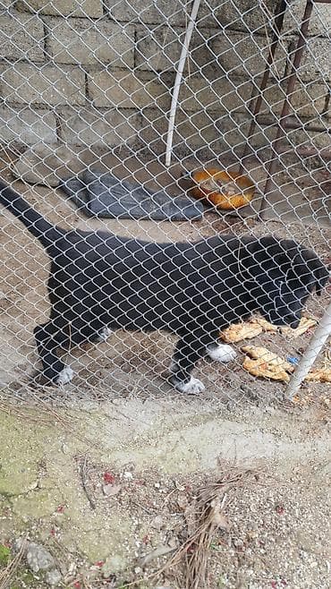 itləe: Alabay, 2 ay, Erkek — 2