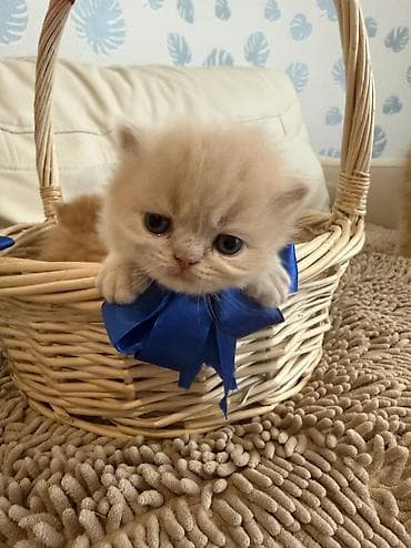 Gəmiricilər: Fars — 10