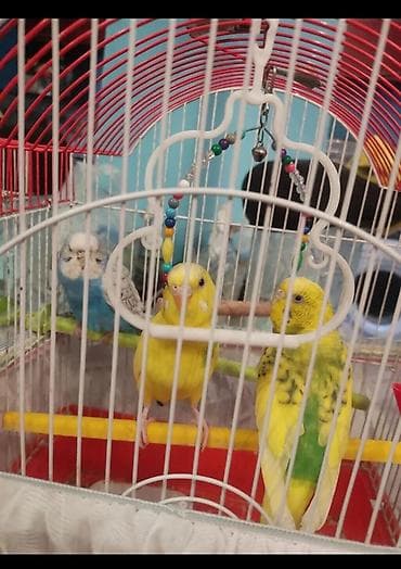 Попугаи: 2 disi bir erkek. Qefesle birge qiymeti 40 manat. Videolarida var — 6
