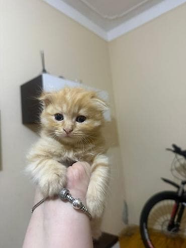 Balaca zəncirotu rəngli pişik balası - Uzun və yumuşaq tüklü, bal