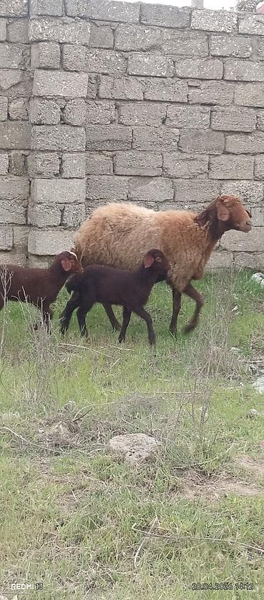 əmlik quzular: Bir ana iki bala quzular dişidi ÜNVAN BAKI şəhəri buzovna — 2