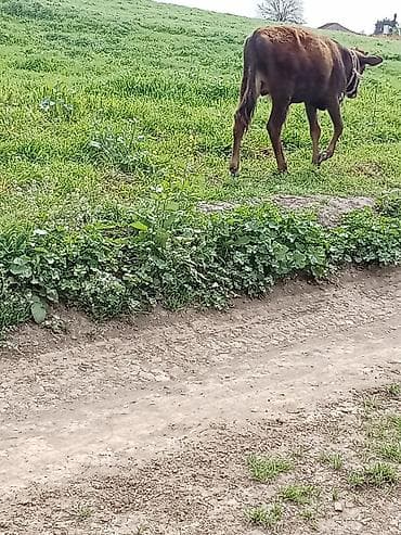 heyvanlar alemi: Erkeydi riyalı alci zengin vursun hevan celilabada — 5