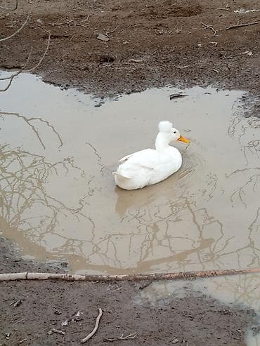 baliq yemi: Satılır: dekorativ ördəklər dəsti Xüsusiyyətlər: - Cinslər: ağ tüklü — 2