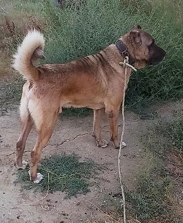 kangal iti satilir: Kanqal, Erkək — 5