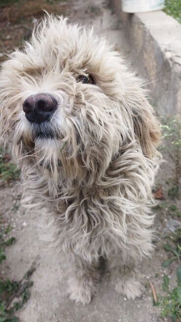 Gəmiricilər: Balaca, qıvrım tüklü iti təsvir edən elan. - Növ: it (xırda ölçülü — 4