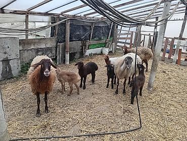 inek bala: Dişi, Qala, il: 1, 50 kq, Damazlıq, Ünvandan götürmə — 4