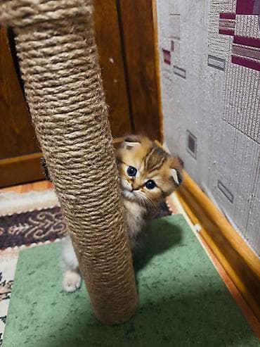 pişiy: Yekəaltı lövhəli pişik dırmaşma və dırnaq iti­ləmə dirəyi + interaktiv — 2