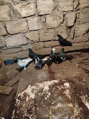 goyərcinler: Ev göyərçinləri dəsti - Rəng çeşidi: qara, ağ-qara xallı, boz-yaşıl — 2