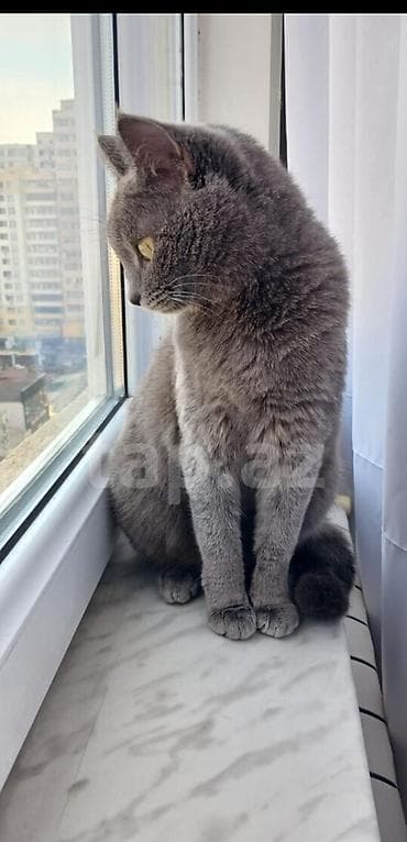 Digər heyvanlar: Britan, Dişi — 1