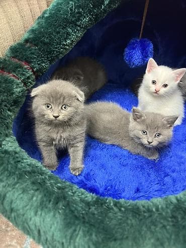 sirin pisik balalari: Boz-ağ rəng palitrasında iki balaca pişik balası. Yumşaq, uzun tüklü — 8