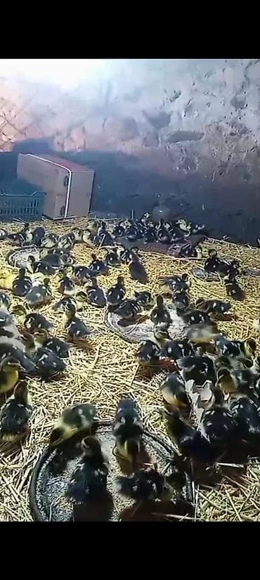 Lal ordek cuceleri var 1 hefdelik de var olarin qiymeti 5manat 50