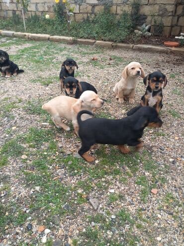 xamilyon heyvan: Çixuahua, 2 ay — 5