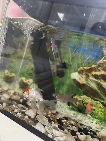akvarium: Dördbucaq akvarium, Balıqlarla birlikdə, 35 l, Ünvandan götürmə — 3