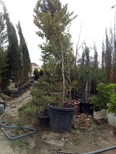 banan agaci: Landşaft ağac və kolları – fidanlar və iri qablarda dekorativ bitkilər — 2