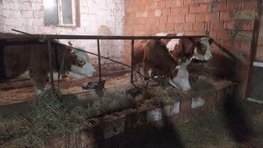 smental inekler: Самка, Simental, лет: 1, 300 кг, Для молока, Самовывоз — 7