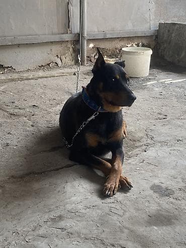 it ucun evler: Doberman, 1 il, Dişi, Peyvəndli, Ünvandan götürmə — 1