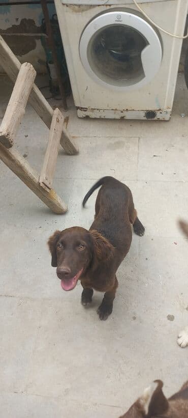 gence itler: Kurtxar, 3 ay — 4