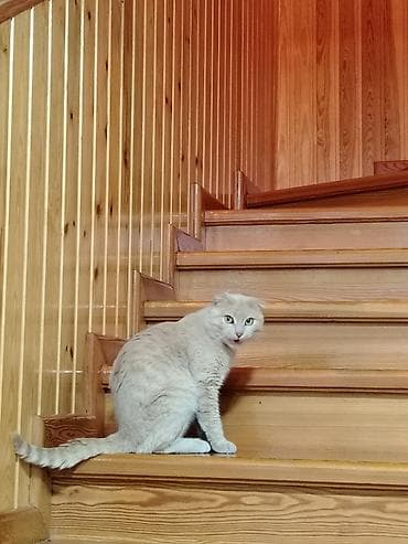 pişik pişik: Şotland yastı qulaq, Erkək, Ödənişli çatdırılma — 1