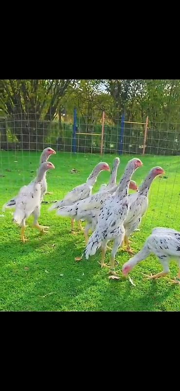 bakida it satisi: Cəmi 10 edərdi iki xoruz du 8 fəre Cem 200 — 1