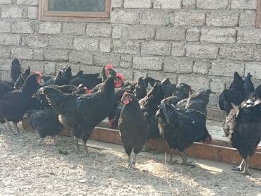 alman coban: Toyuq, Yumurtalıq — 4