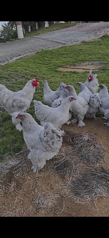 quşlar: Toyuq, Brama, Damazlıq — 1