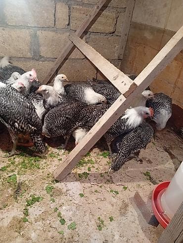 toyuqları: Məhsul: Naxışlı (qara-ağ zolaqlı) toyuq və xoruzlar – yumurtacı xətt — 1