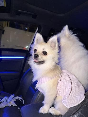 Heyvanlar üçün mallar: İt üçün yaylıq paltar - Model: Zərif yay donu - Rəng: Açıq çəhrayı — 1