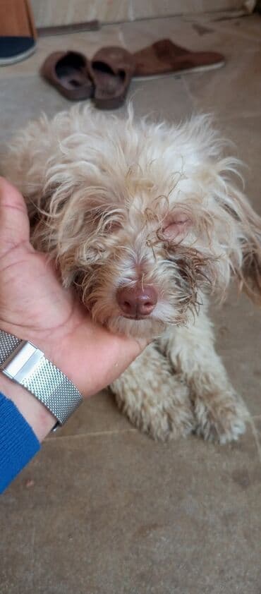 8 ay, Dişi, Peyvəndli, Ünvandan götürmə