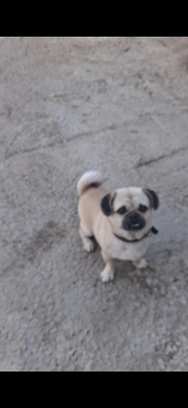 haski balasi satisi: Mops, 1 il, Erkek — 3