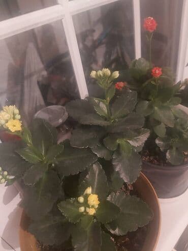 101 qizil gul ucuz: Kalanxoe 7 azn — 2