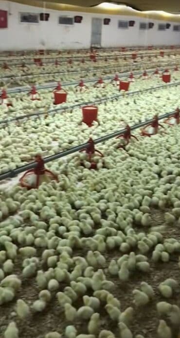 cücə: Toyuq cücələri, Ətlik, Pulsuz çatdırılma — 4