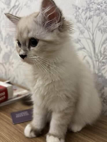 ragdoll: Dişi, Erkək — 3