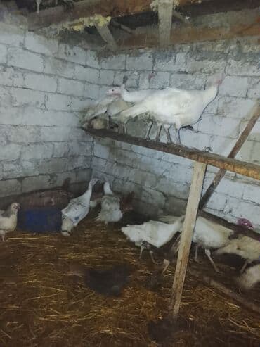 at və eşşəyin cütləşməsi: Dişi, Damazlıq — 1