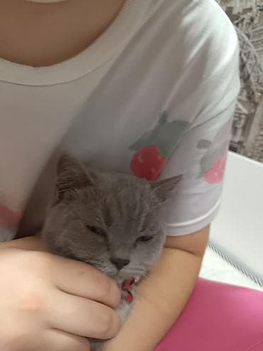 pişim: Boz, qısa tüklü ev pişiyi - Rəng: vahid açıq-boz (platin tonlu), qısa — 2