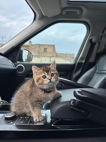 İtlər: Britan — 2