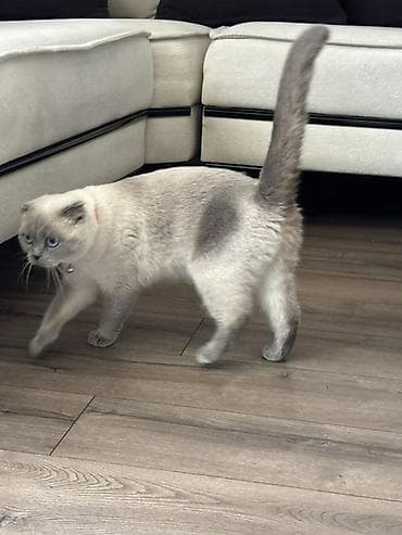 Şotland pişiyi Məhsul: Qapalı pişik tualeti + aksesuarlar • Tip at lalafo.az Şotland pişiyi Məhsul: Qapalı pişik tualeti + aksesuarlar • Tip