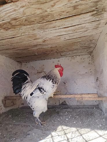 Xoruz, Brama, il: 1, Ünvandan götürmə