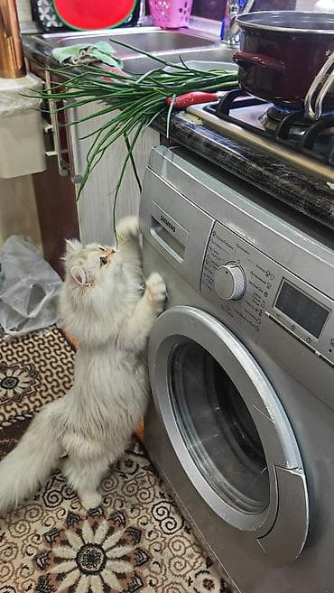 pişik paltarları: Şinşilla — 5